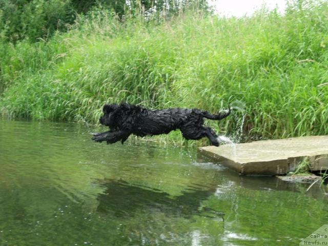 Фото: ньюфаундленд Гранд Бэби Ариадна