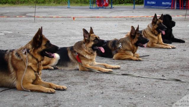 Фото: ньюфаундленд Ай Лав Рич (Ai Love Rich)