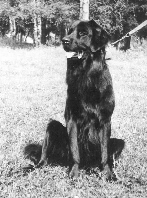 Фото: ньюфаундленд Omar von der Bernhardshohe