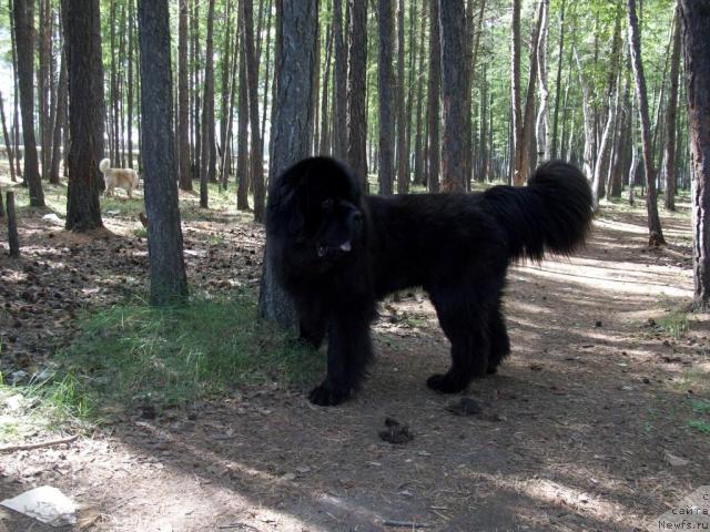 Фото: ньюфаундленд Карат из Медвежьего Яра (Karat iz Medvejyego Yara)
