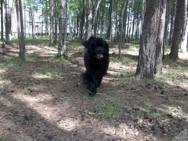 Фото: ньюфаундленд Ярада из Сибирской Глубинки (Yarada iz Sibirskoy Glubinki)
