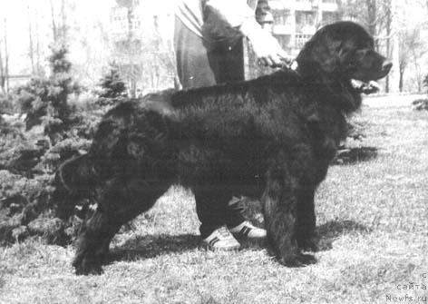 Фото: ньюфаундленд Ясон Тедэн