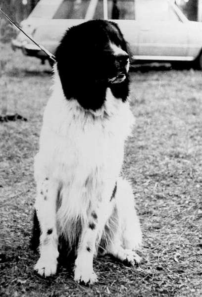 Фото: ньюфаундленд Джип