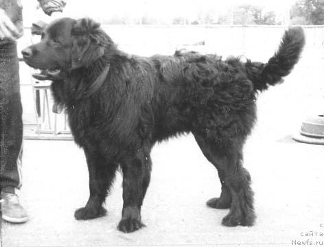 Фото: ньюфаундленд Овен Моллидэн