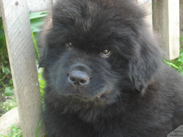 Фото: Ценитель Прекрасного из Аркаима, Светлана Хацкевич