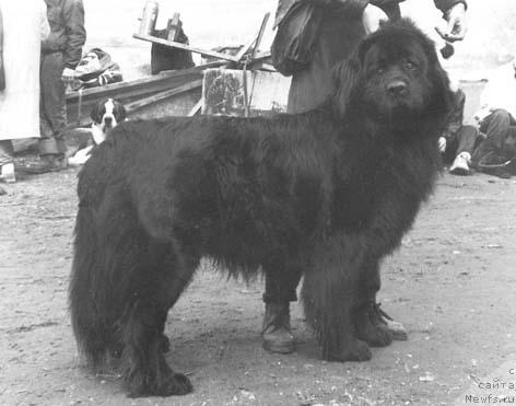 Фото: ньюфаундленд Д Бэнтон Бриттекс