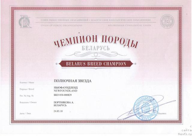 Фото: ньюфаундленд Полночная Звезда