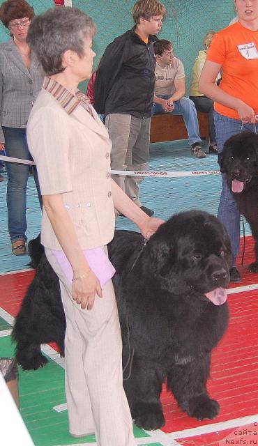 Фото: ньюфаундленд Царский Роман из Медвежьего Яра (Tsarskiy Roman iz Medvejyego Yara), Елена Кропотова