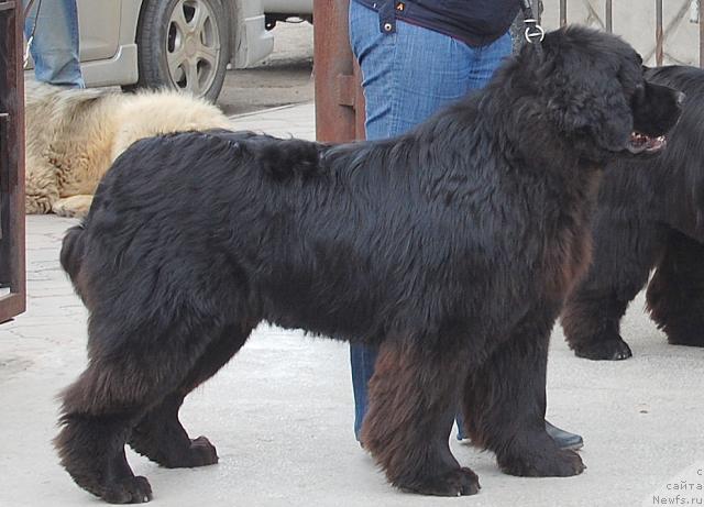 Фото: ньюфаундленд Океан Мечты