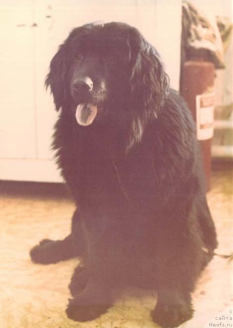 Фото: ньюфаундленд Пеппи Химби