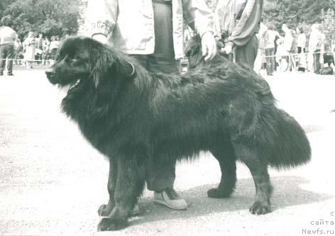 Фото: ньюфаундленд Рио Гранд Жанесс