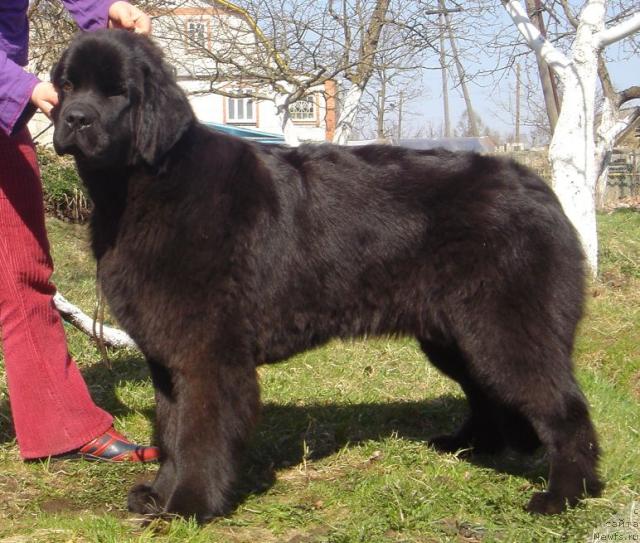 Фото: ньюфаундленд Bjornebandens Nancy Wilson