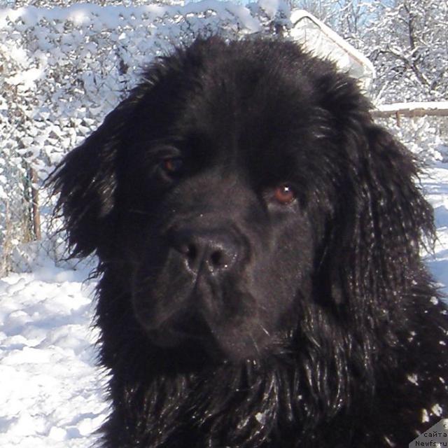 Фото: ньюфаундленд Bjornebandens Nancy Wilson