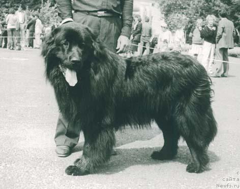 Фото: ньюфаундленд Адмирал Алдарт