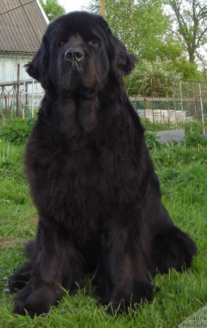 Фото: ньюфаундленд Bjornebandens Push Up Patricia