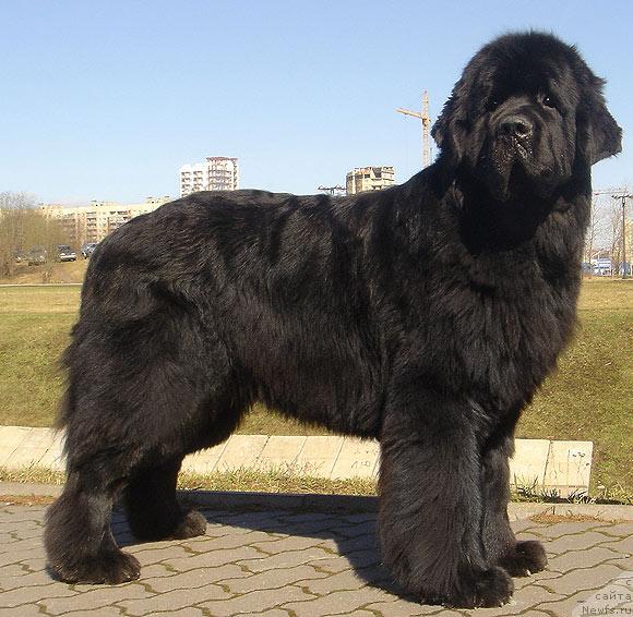 Фото: ньюфаундленд Bjornebandens Richardo Dot Com