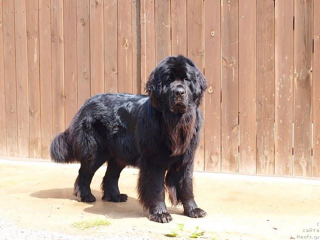 Фото: ньюфаундленд Дар Свезы Айдана с Изюминкой (Dar Svezy Aydana s Izuminkoy)