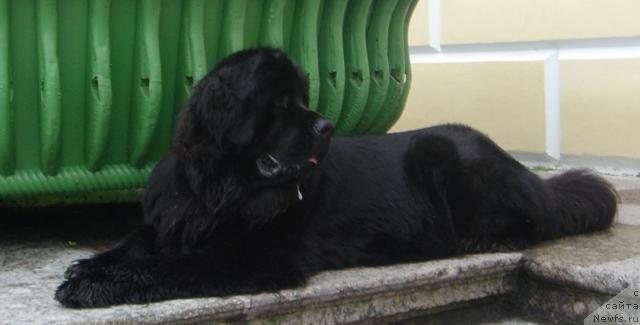 Фото: ньюфаундленд Дар Свезы Айдана с Изюминкой (Dar Svezy Aydana s Izuminkoy)