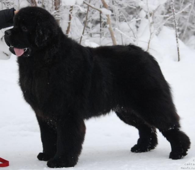 Фото: ньюфаундленд Cape Lewisporte Headbanger