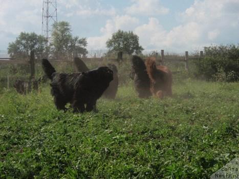 Фото: собаки питомника, Ирина Панюшкина
