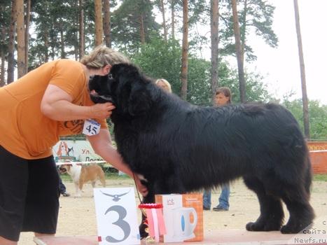 Фото: ньюфаундленд King of Helluland I'm Precious