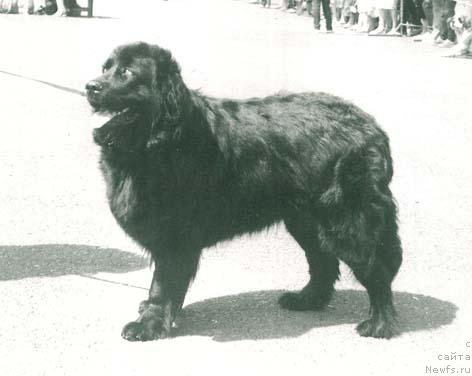 Фото: ньюфаундленд Паллада Хим Эсс