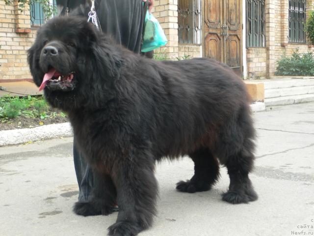 Фотография № 45480