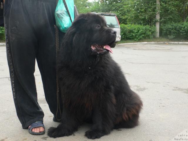 Фото: ньюфаундленд Супер Премиум Амелия Экшен