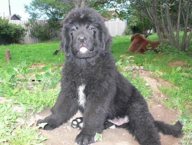 Фото: ньюфаундленд I'm Little Princess Midnight Bear