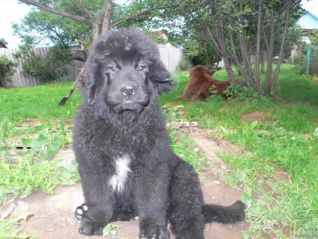 Фото: ньюфаундленд I'm Little Princess Midnight Bear