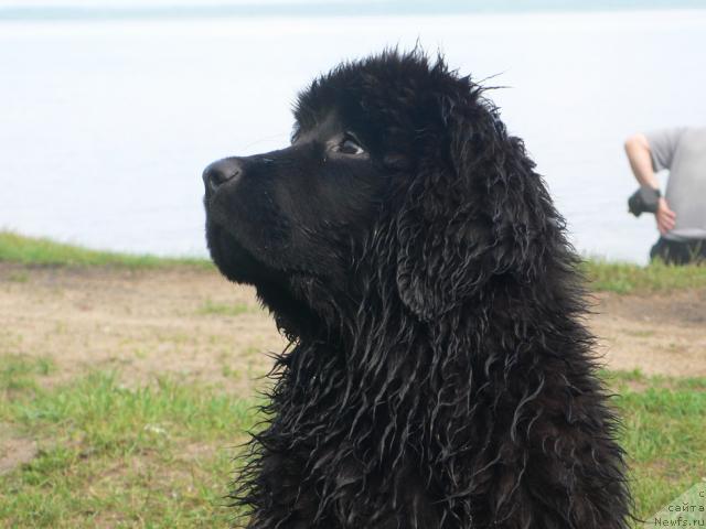 Фото: ньюфаундленд I'm Little Princess Midnight Bear