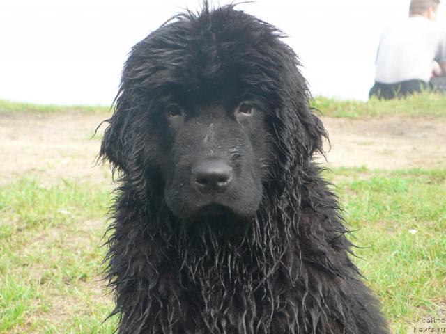 Фото: ньюфаундленд I'm Little Princess Midnight Bear