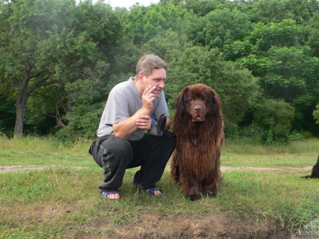 Фото: ньюфаундленд Аркадия Виват Арбона