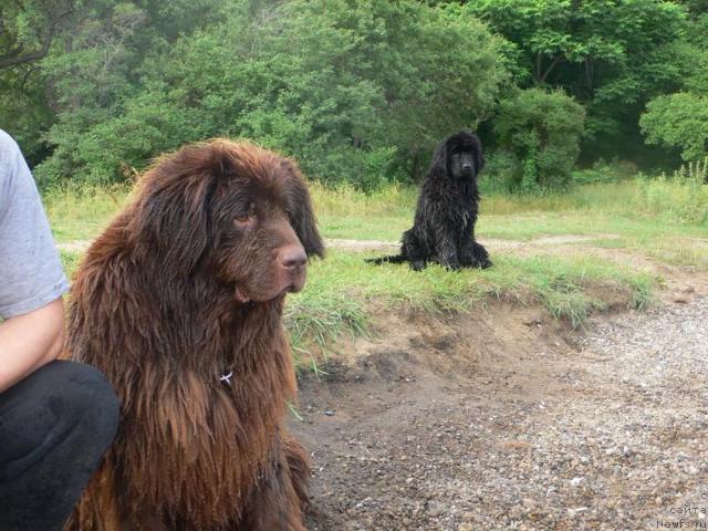 Фото: ньюфаундленд Аркадия Виват Арбона, ньюфаундленд I'm Little Princess Midnight Bear