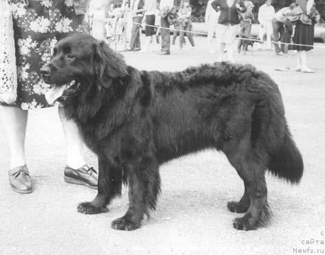 Фото: ньюфаундленд О'Злата Моллидэн