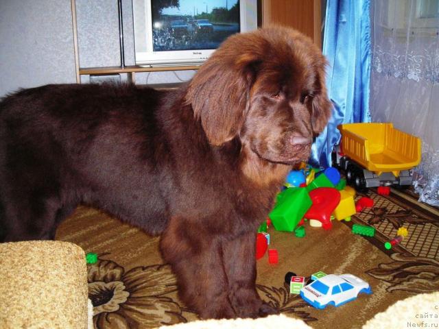 Фотография № 45498