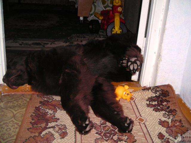 Фото: ньюфаундленд Черный Шарм Абрикосовая Карамель