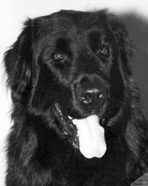 Фото: ньюфаундленд Маг Рич