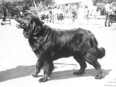 Фото: ньюфаундленд Ода Моллидэн