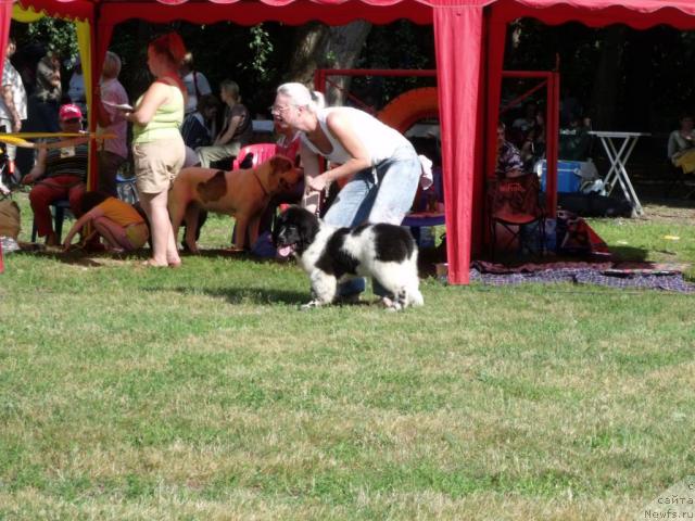 Фото: ньюфаундленд Сказочная Кроха Королевишна