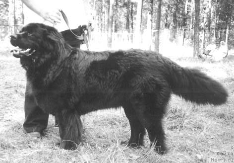 Фото: ньюфаундленд Инур Диорелла