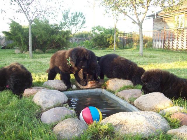 Фото: ньюфаундленд Царская Забава, ньюфаундленд Целитель Души, ньюфаундленд Ценная Штучка, ньюфаундленд Цыганский Каприз, ньюфаундленд Царица Ночи