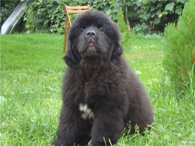 Фото: ньюфаундленд Бегущая по Волнам Хаста ла Виста (Beguschaya po Volnam Hasta la Vista)