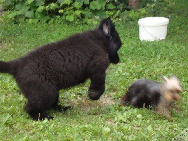 Фото: ньюфаундленд Бегущая по Волнам Хаста ла Виста (Beguschaya po Volnam Hasta la Vista)