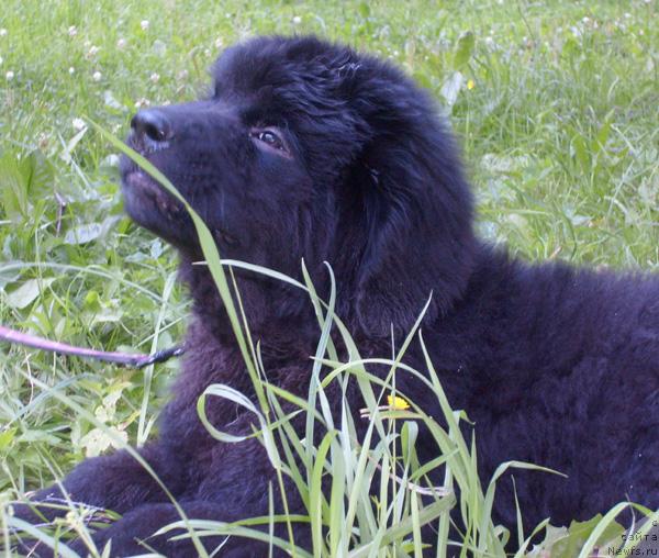 Фотография № 45525