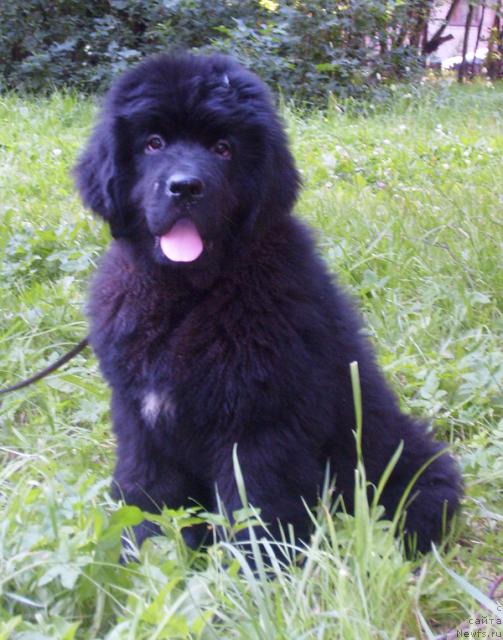 Фотография № 45528