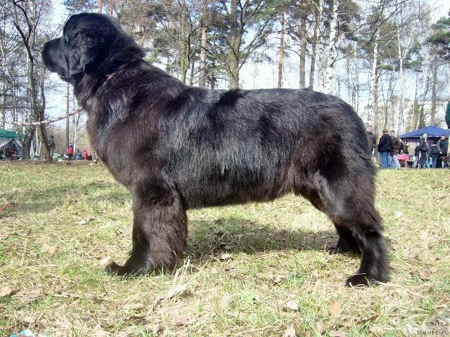 Фото: ньюфаундленд Акватория Келвин Голден Спирит (Aquatoriya Kelvin Golden Spirit)