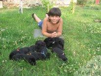 Фото: дети, ньюфаундленд Експрессия  из Медвежьего Яра, ньюфаундленд Супер Премиум Брабус