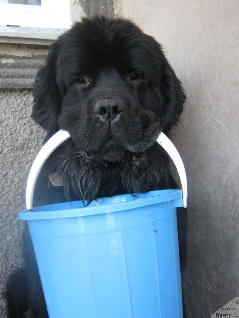 Фото: ньюфаундленд Я Крепкий Орешек от Марлеон Дусвик