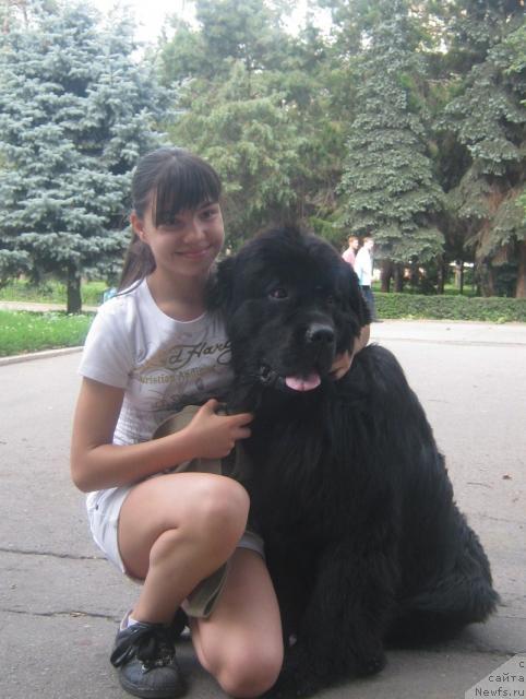 Фото: ньюфаундленд Я Крепкий Орешек от Марлеон Дусвик